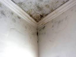 Best Environmental Consulting for Mold Prevention in Carlstadt, NJ