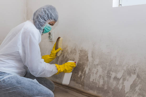 Best Crawl Space Mold Remediation in Carlstadt, NJ